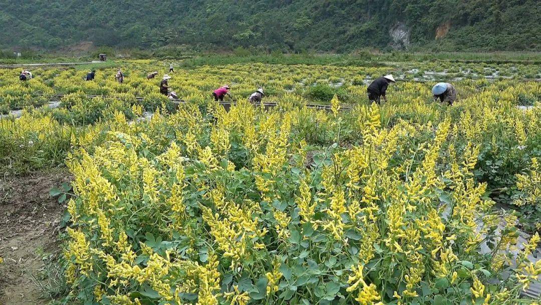 广西中药材种植图片