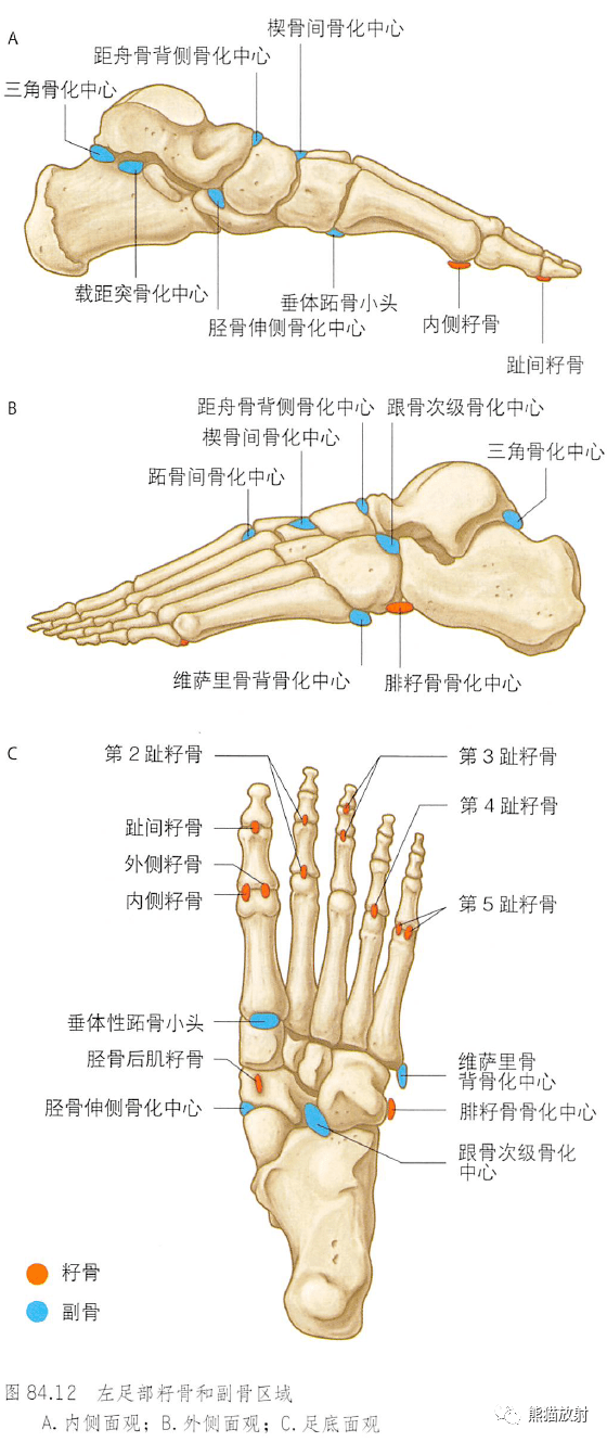 解剖丨小腿,踝和足