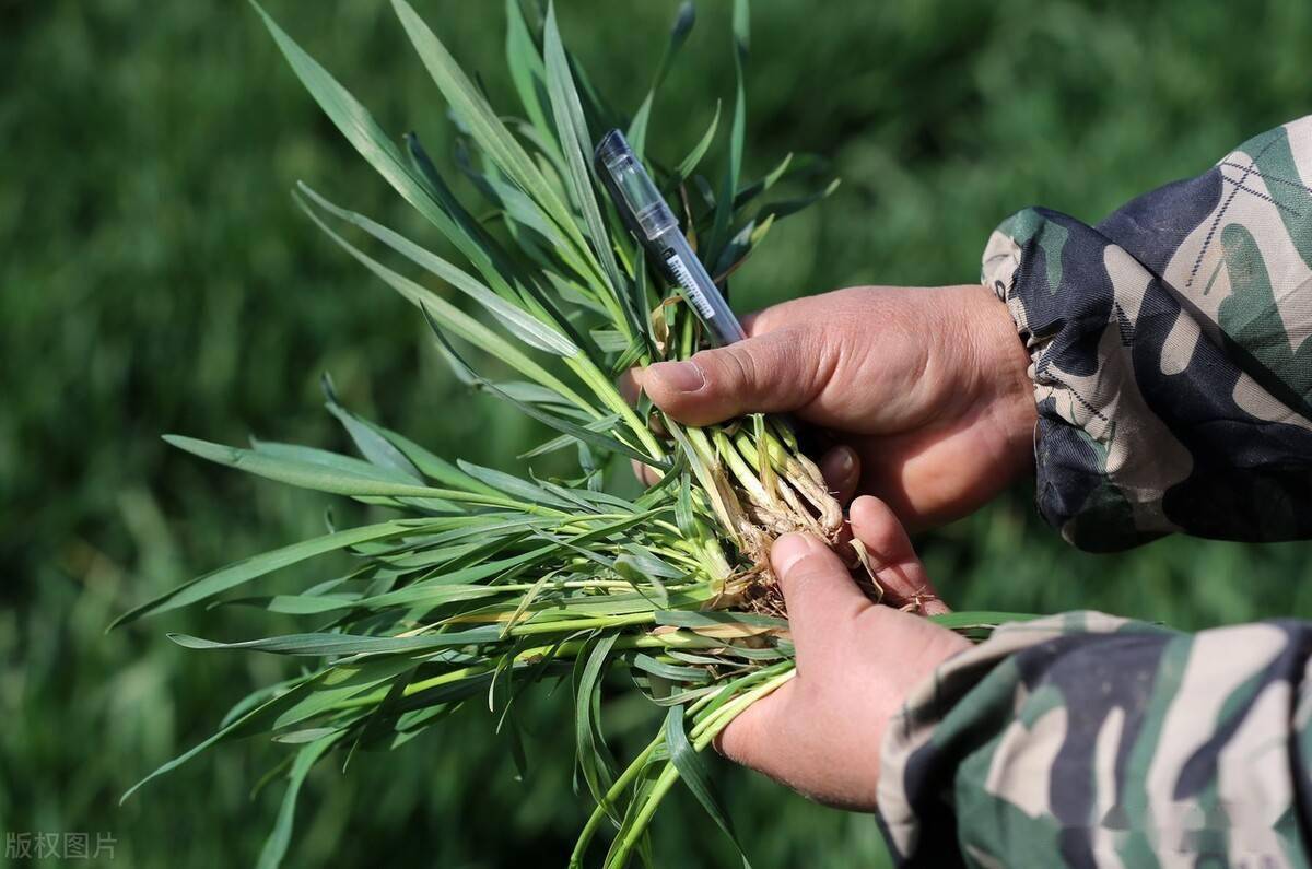 小麦拔节至孕穗期田间管理技术要点