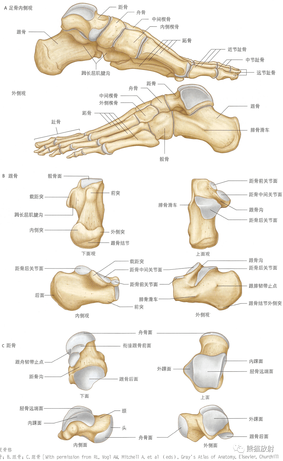 跟骨的解剖结构图片图片