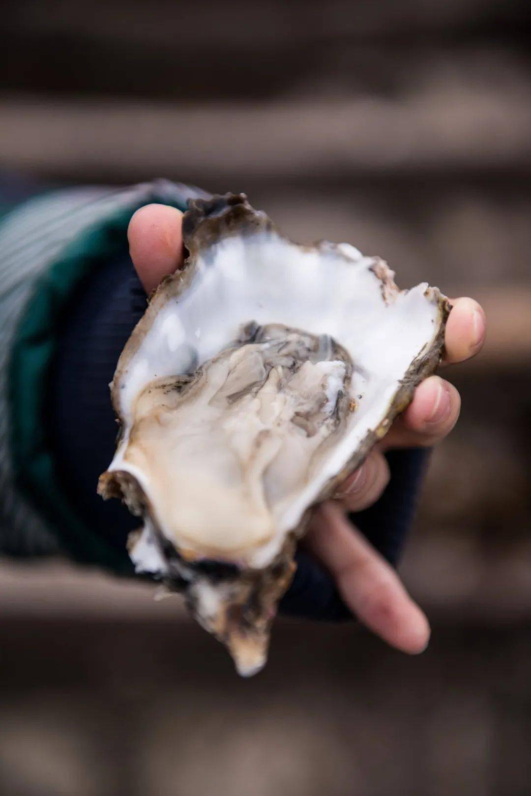 牡蛎生蚝海蛎子你的深夜食堂有它吗