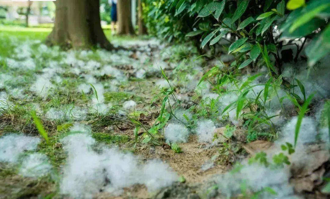 木棉花飘絮满天飘图片图片