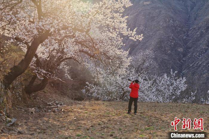 “太行山村”千棵老杏树花开 游客打卡来