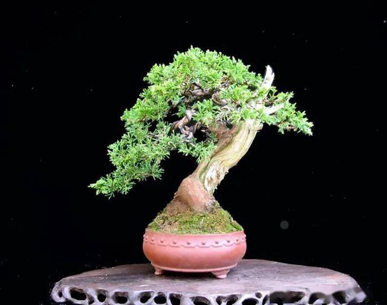 自带嶙峋苍老的松柏盆景,仅养1年就显现出岁月之美!