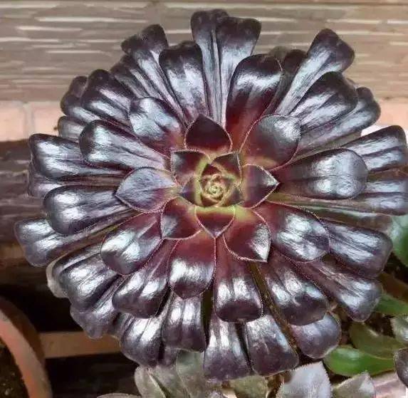 多肉"黑法师"养得比图片还美,原来这么简单,轻松养出好状态