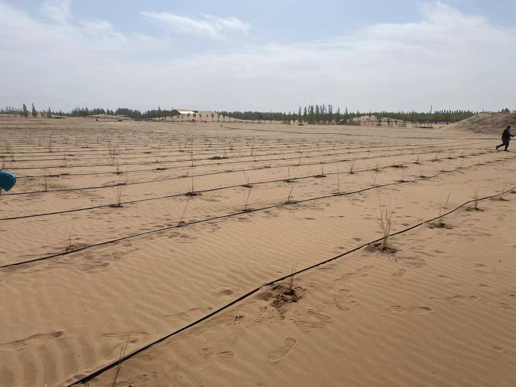 2020到2021年种植的沙漠锁边公益林,由13万棵由花棒和梭梭组成,到今年