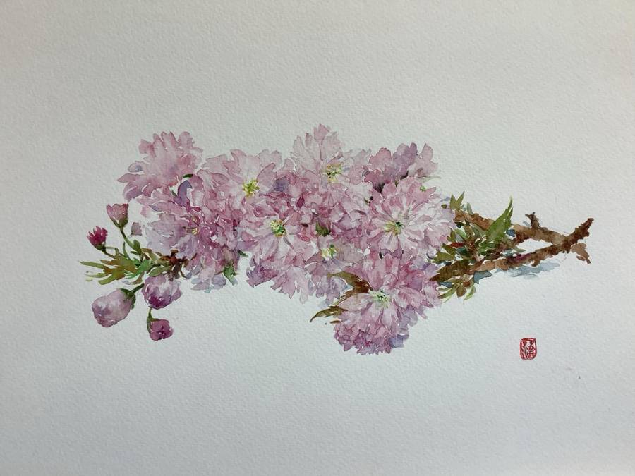 一期一会·樱花赋 | 剪下两枝樱花,埋头画一画_贾绍萍_艺术_济南市