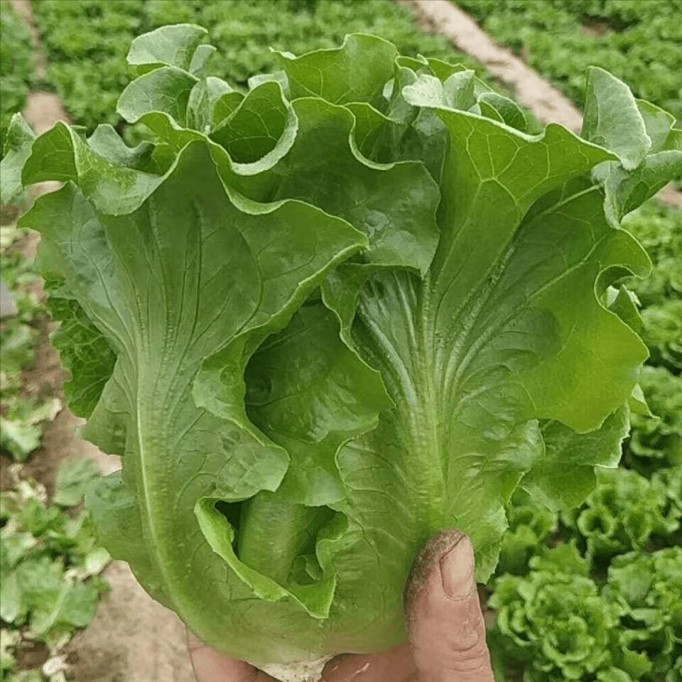 不帶苦味口感脆香的生菜好品種產量比普通軟尾生菜高30以上