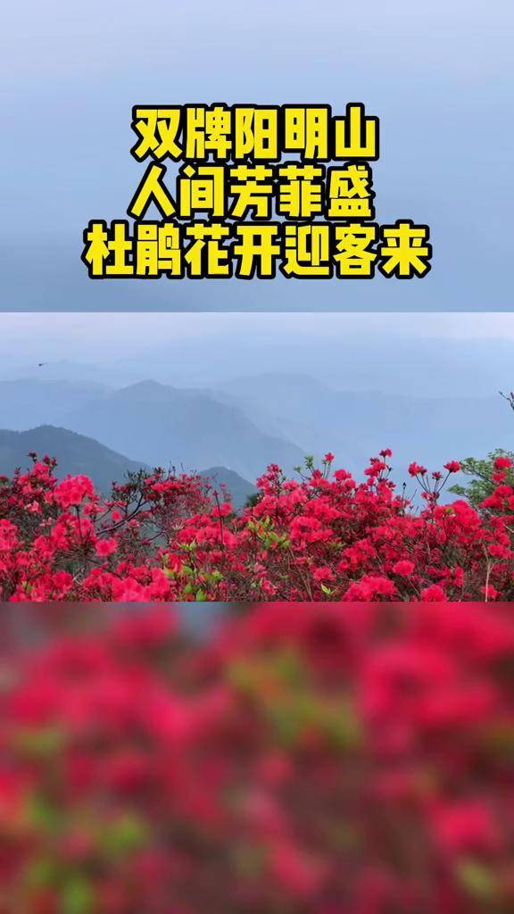 紫嫣_紫嫣的意思_张紫嫣