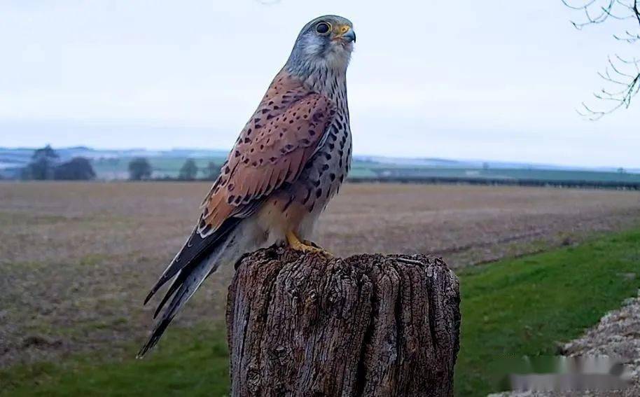 人工鸟巢监控里野生红隼一家找房搞聘礼养娃这生活也不容易啊