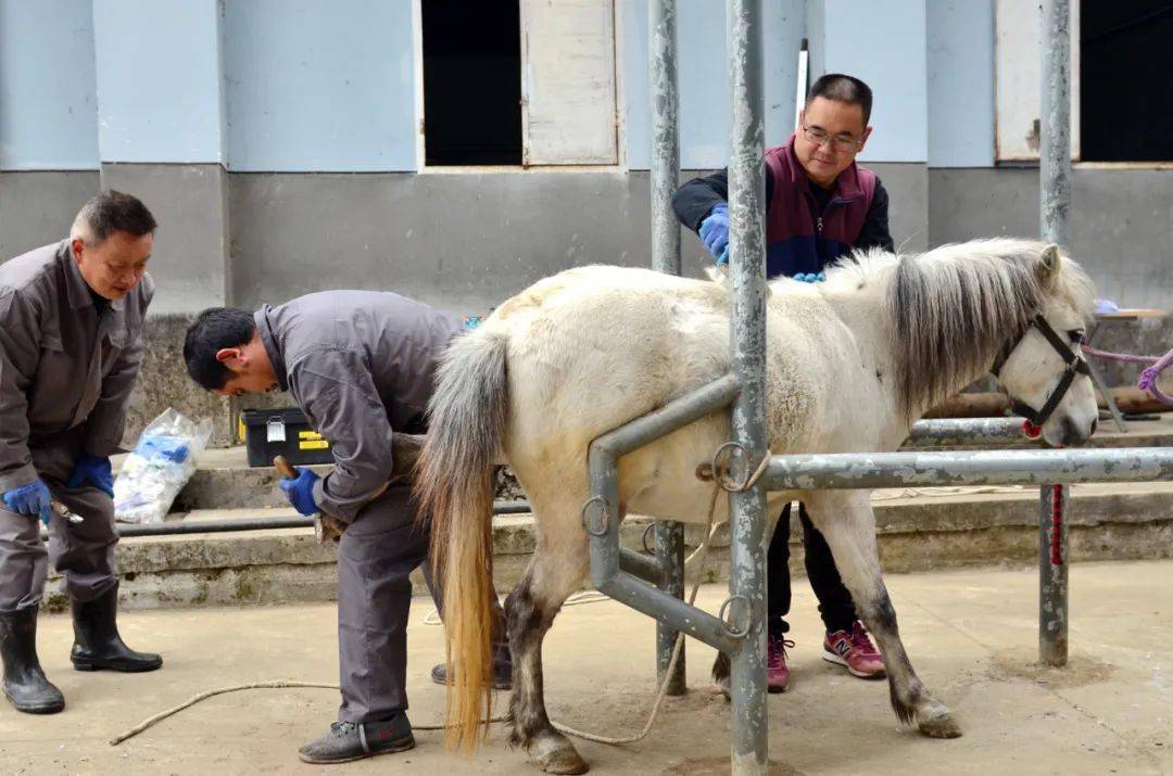 工作人员为宁强马修蹄宁强马是陕西南部秦岭之中的古老原种,因其主要