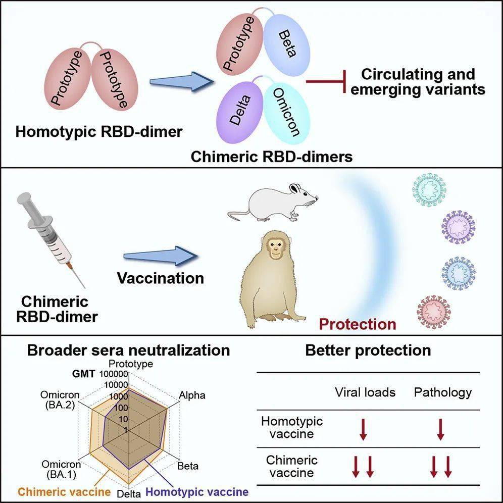 cell高福院士等團隊開發新一代重組蛋白疫苗預防omicron和delta感染