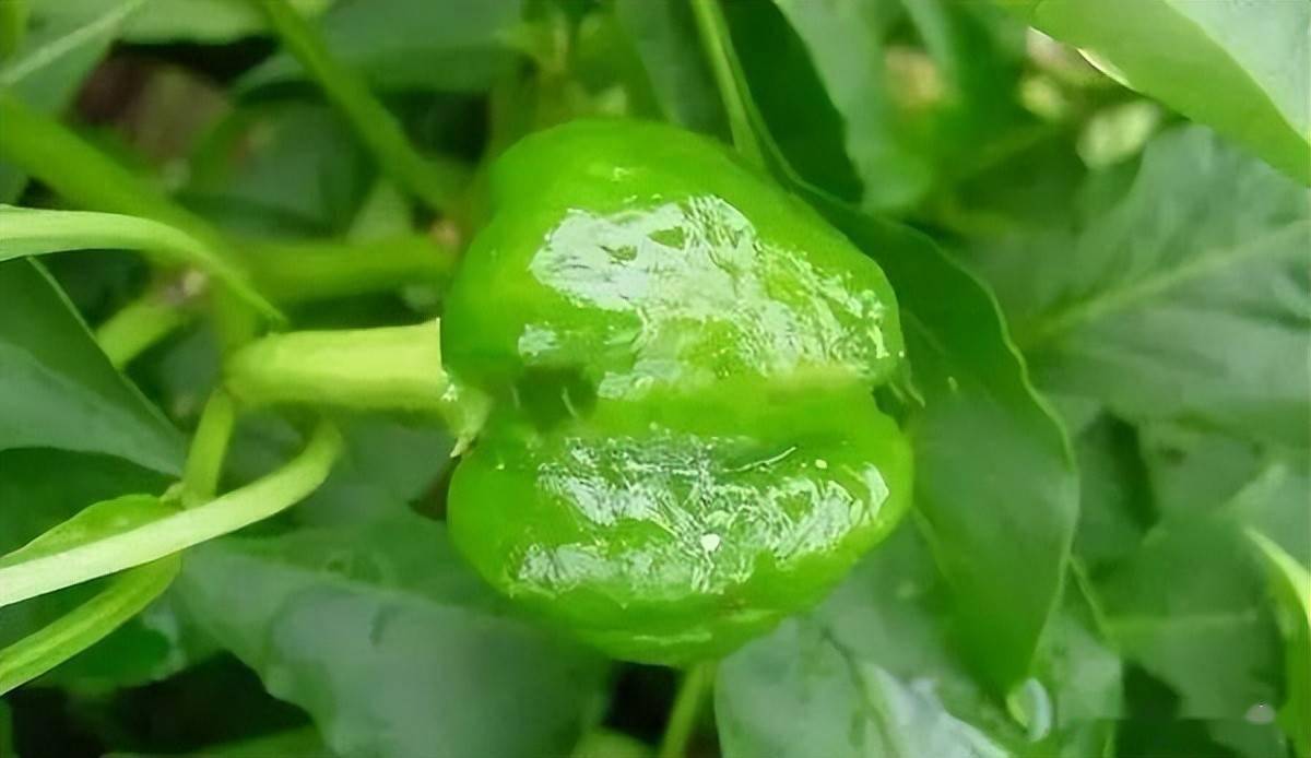 8,描述:辣椒果一直不长,有的畸形没有籽,有的形成大头果,最后形成僵果