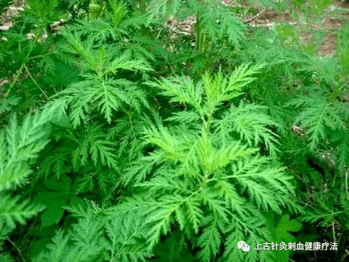 每天学一味中草药 青蒿 彩图 验方 民间 研究