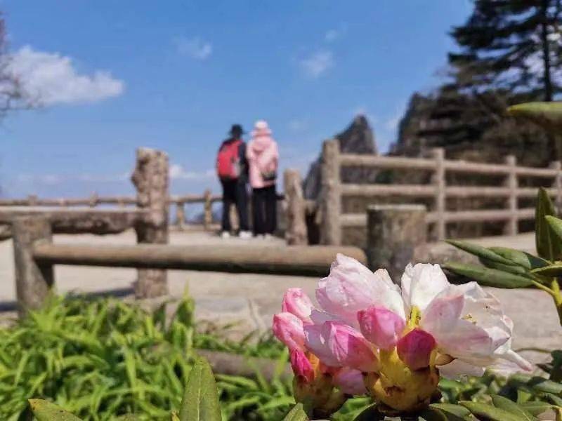 “黄山风景区高山杜鹃赏花节”优免活动“五一”假期启幕