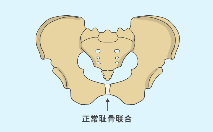 耻骨联合 解剖图片