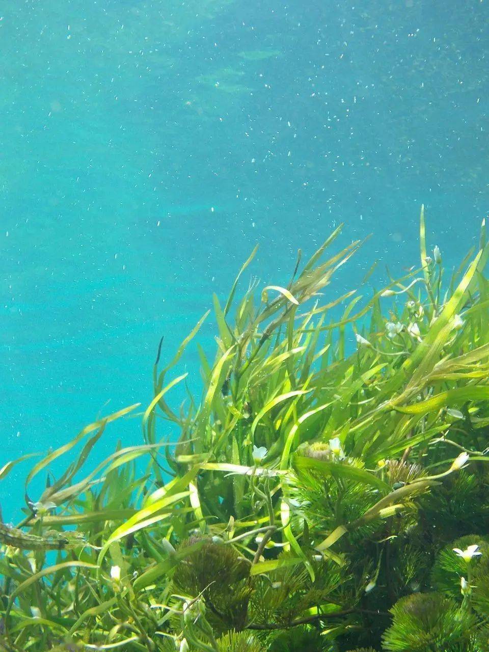 游在古镇口 | 畅游海藻世界 听大海在说话_海洋_生活_明月