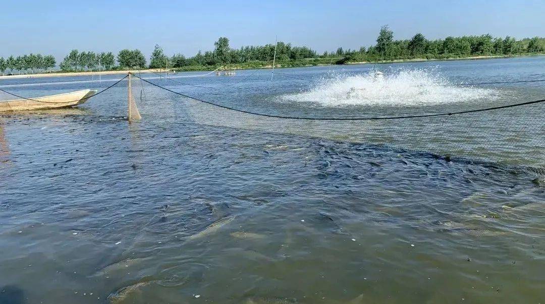 养水,喂料很关键,提前把这6步做好_养殖_饲料_鱼塘