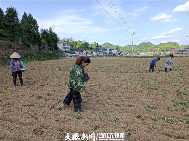 岑巩县天马镇耕种好时节高粱播种忙