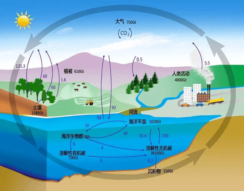 碳循环的示意图图片