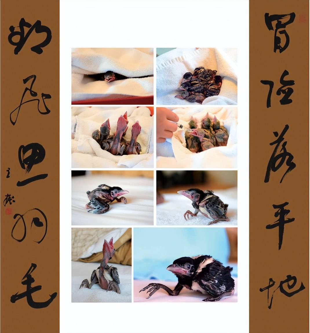 "乐观鹊来——王振书法作品展"在中国华侨历史博物馆举办_喜鹊_对联