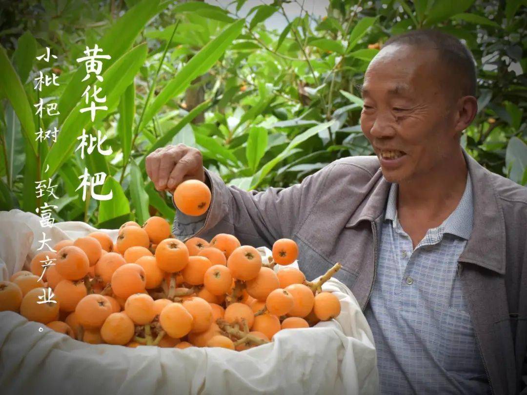 金果果永善黄华枇杷一串金铃响滇川