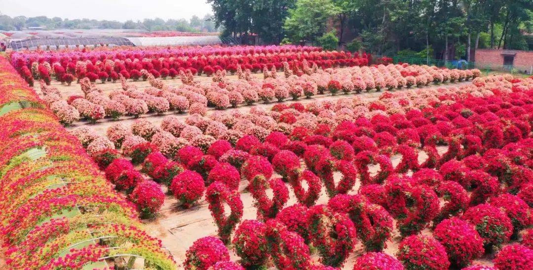 花满兴平首届最美赏花季来啦邀您来赏花