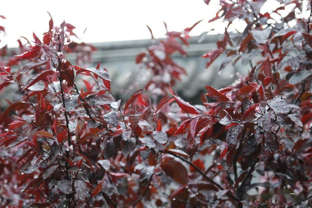 雨中賞紫葉矮櫻