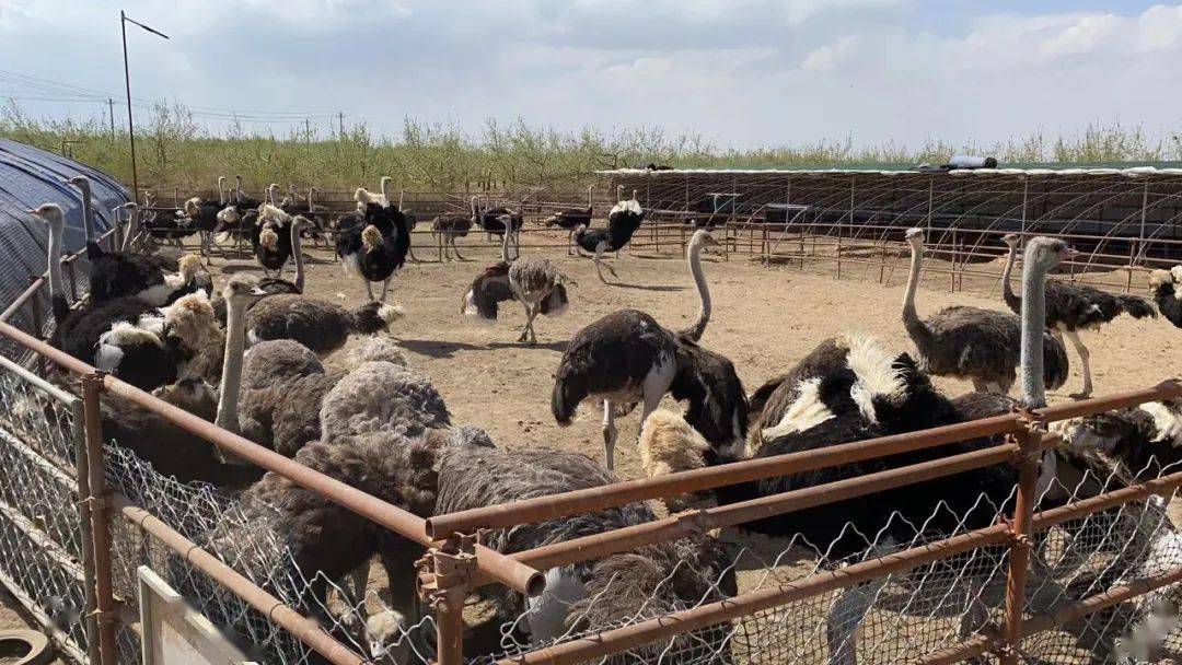 中卫有一家鸵鸟养殖场你知道在哪吗