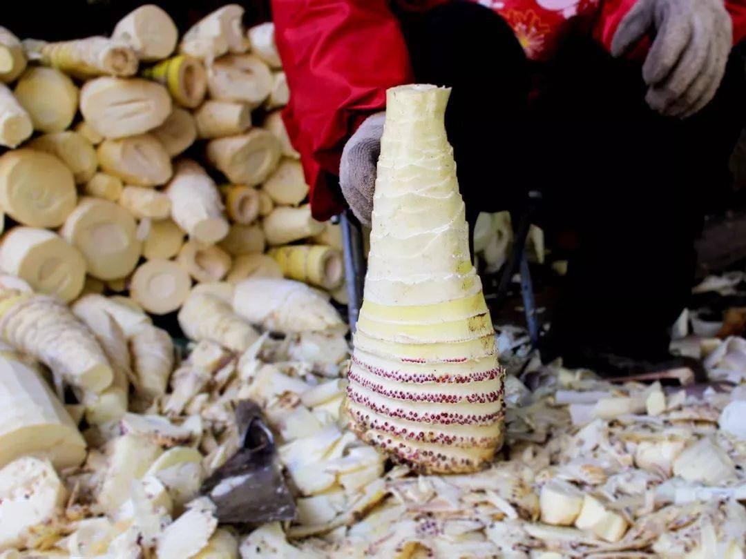 无盐闽笋干脆嫩鲜美无论炒炖焖煨皆成美味