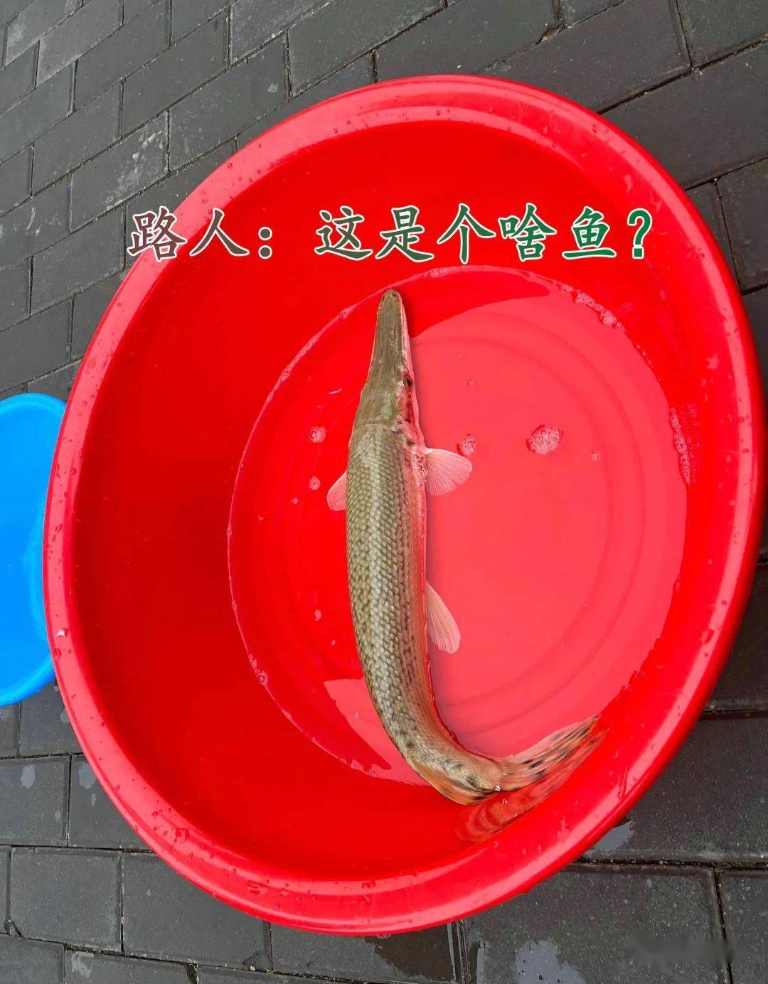 天津大爷河街头卖鳄雀鳝称是河里钓起来的网友这都敢卖?