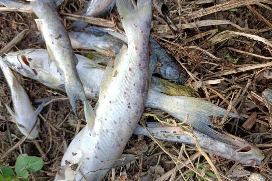 五月鮰鱼养殖关键时期 做好这三部分工作 养好鱼 粪便 饲料 季节