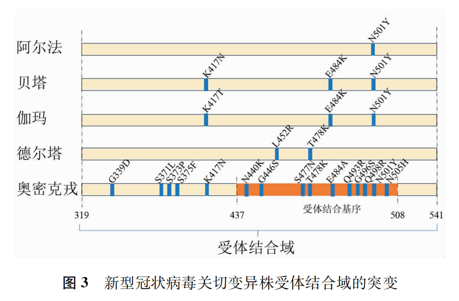 新型冠状病毒变异过程图片