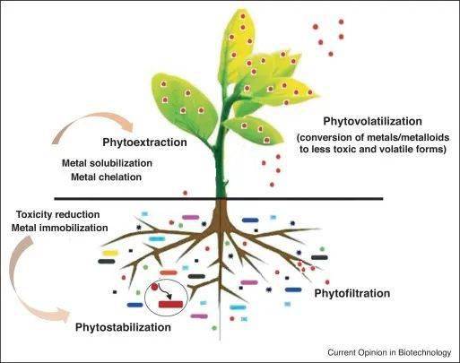 超能力的"重金属富集植物"