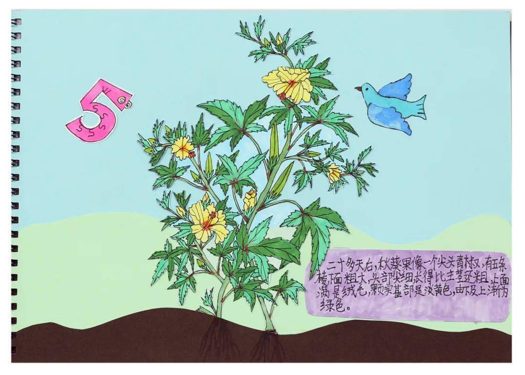 "五一"低碳云科普系列 | 自然笔记欣赏no.02_黄秋葵_作品_大赛