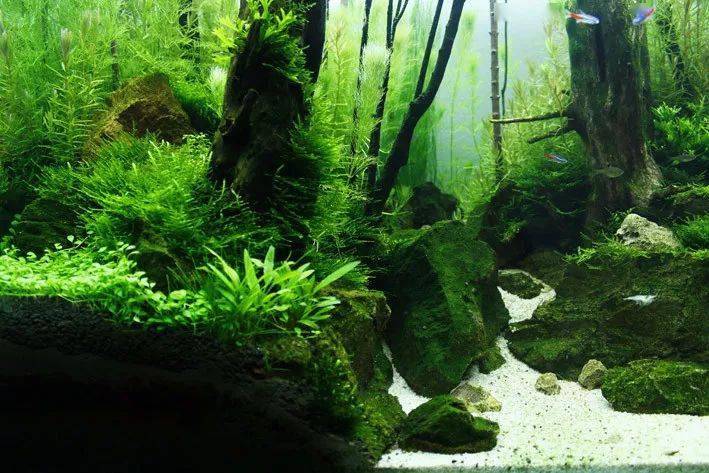 牛气冲天的造景,除了技术还需要耐心!_莫斯_水草_成景