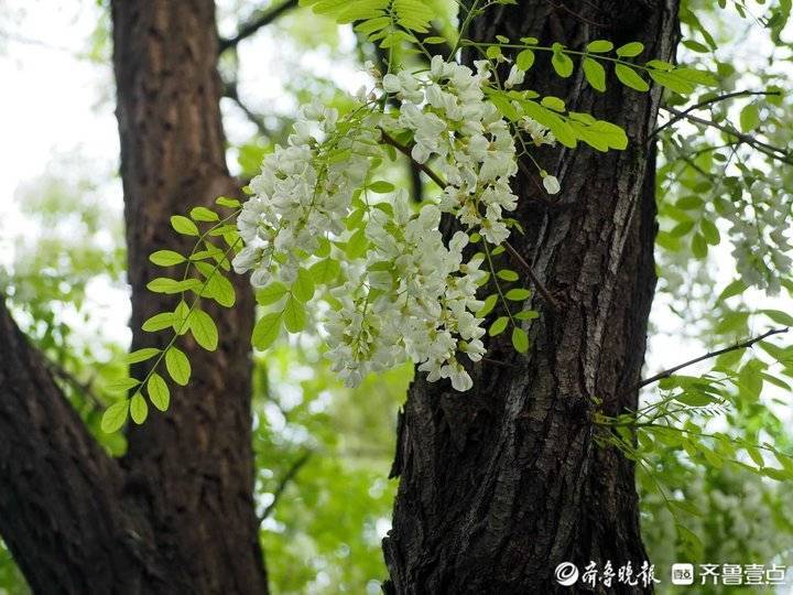 济南佛慧山老槐树,满树白花甜香醉人_槐花_菜团子_美好记忆