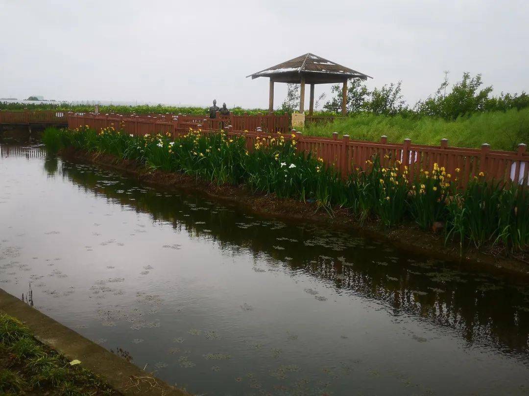 除了红菱胜山竟然还靠这个出名