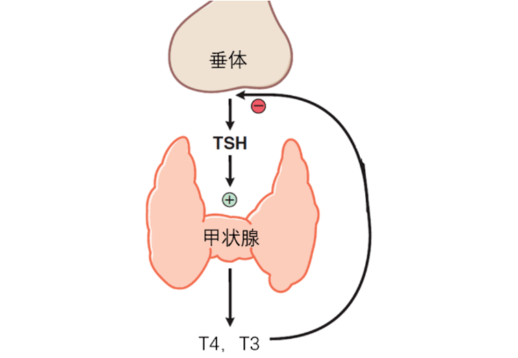 关于左甲状腺素片你至少要知道这九点