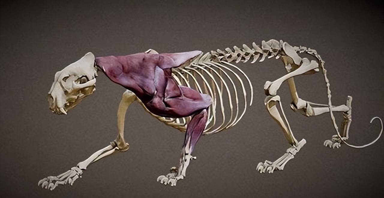 假设螳螂长到200公斤,与200公斤的老虎打一架,谁会更胜一筹?