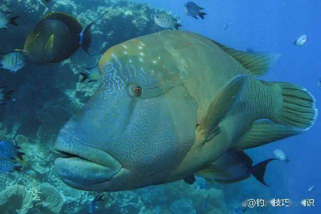 职业海钓人最想钓到的几种海鱼_苏眉鱼_海域_大黄鱼