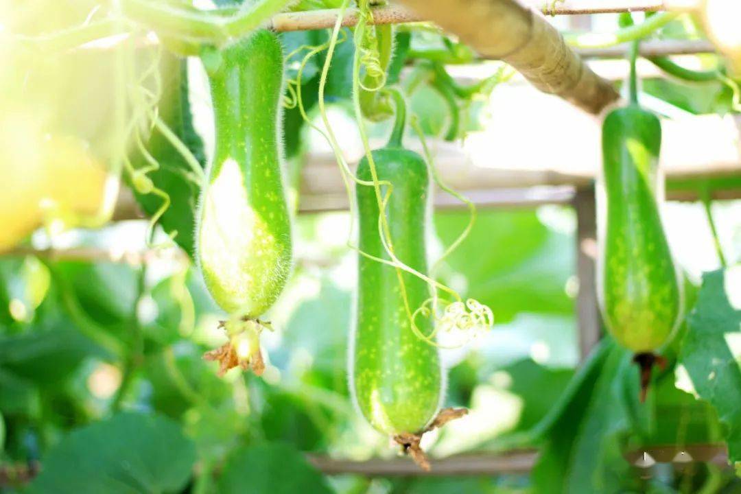 杏坛桑麻黑毛节瓜2022