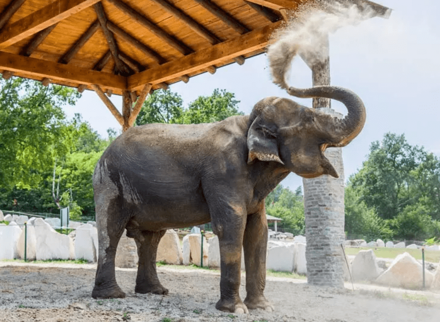 5月8日pombia safari park野生動物園,遊樂場【童心未泯】一日遊_活動