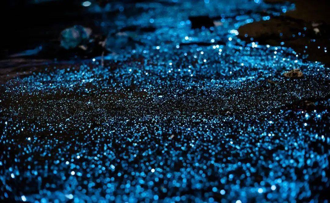 新闻福建平潭现绝美蓝眼泪景观美到窒息