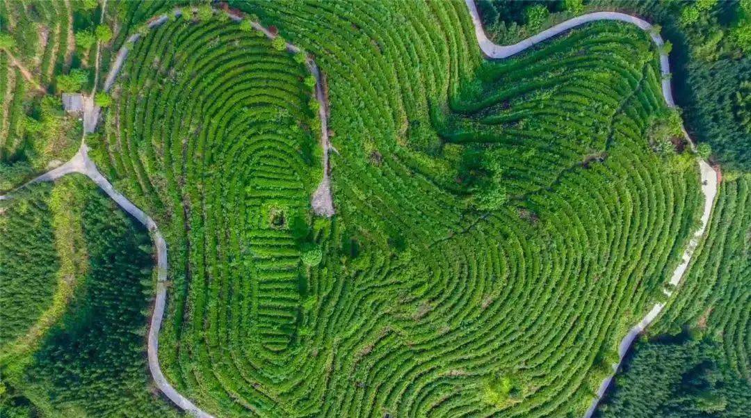 我们探访了5大茶山让你足不出户一次喝遍5款明前茶