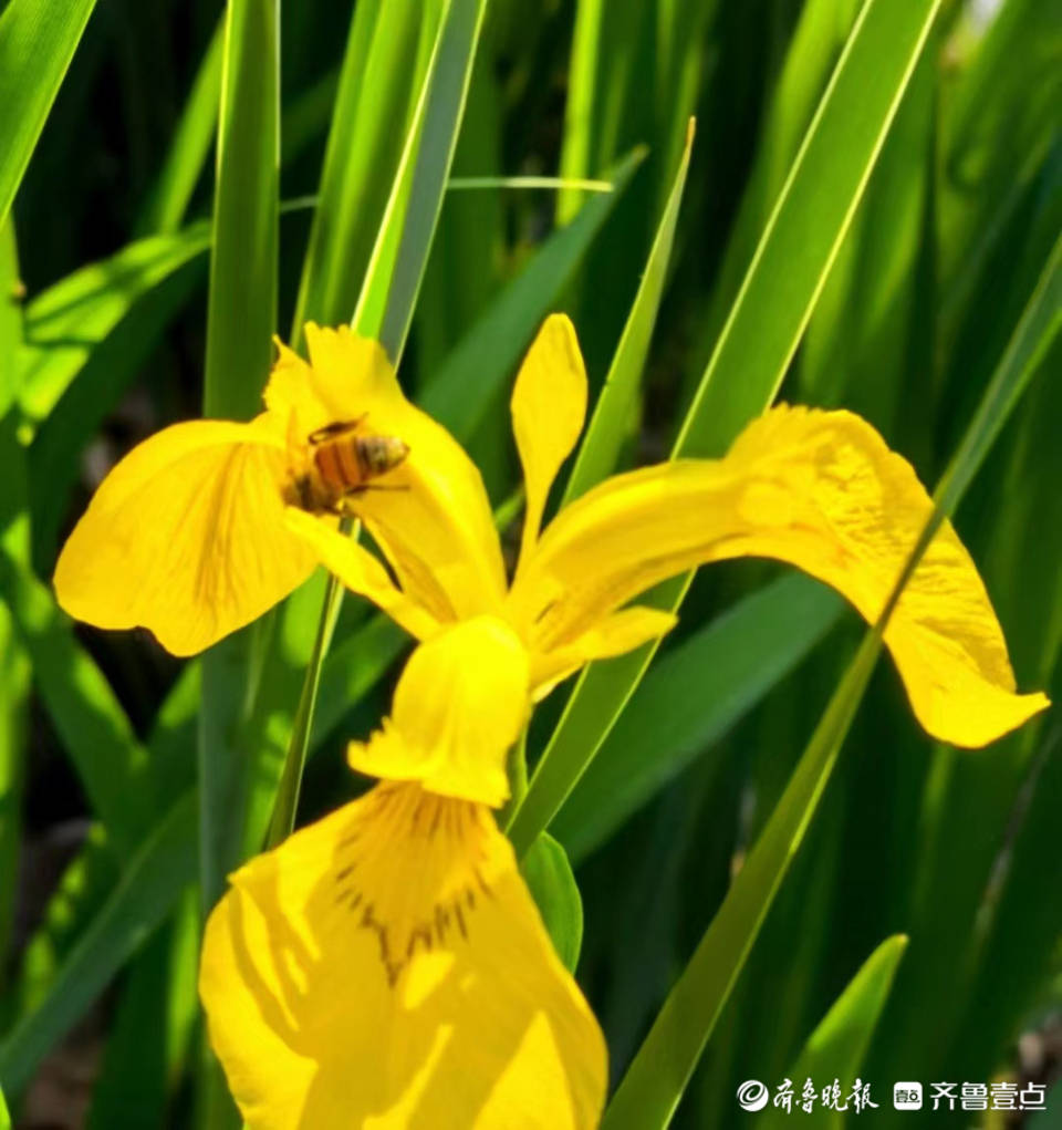五一摄影 家 翩翩起舞黄菖蒲 风韵优雅花枝秀 永奎 摄影 菖蒲 五一摄影 家 翩翩起舞黄菖蒲 风韵优雅花枝秀 永奎 摄影 菖蒲