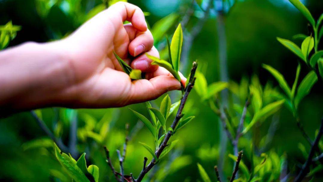 易门云易春茶园:茶芽吐凝香,相约采茶忙