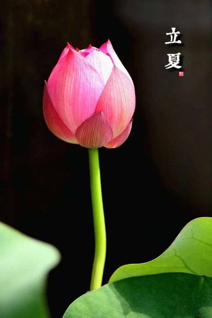 二十四节气扶阳养生之立夏夏气之应养长之道