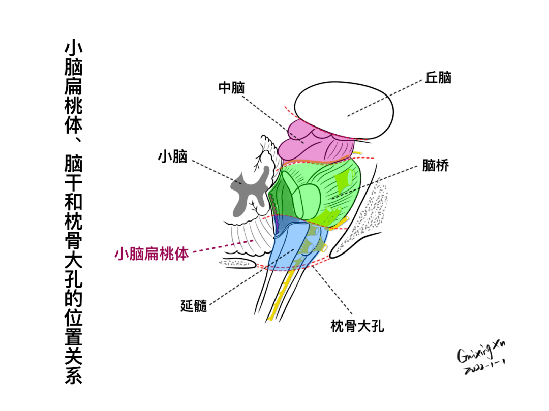 腦幹與顱神經的解剖與臨床2