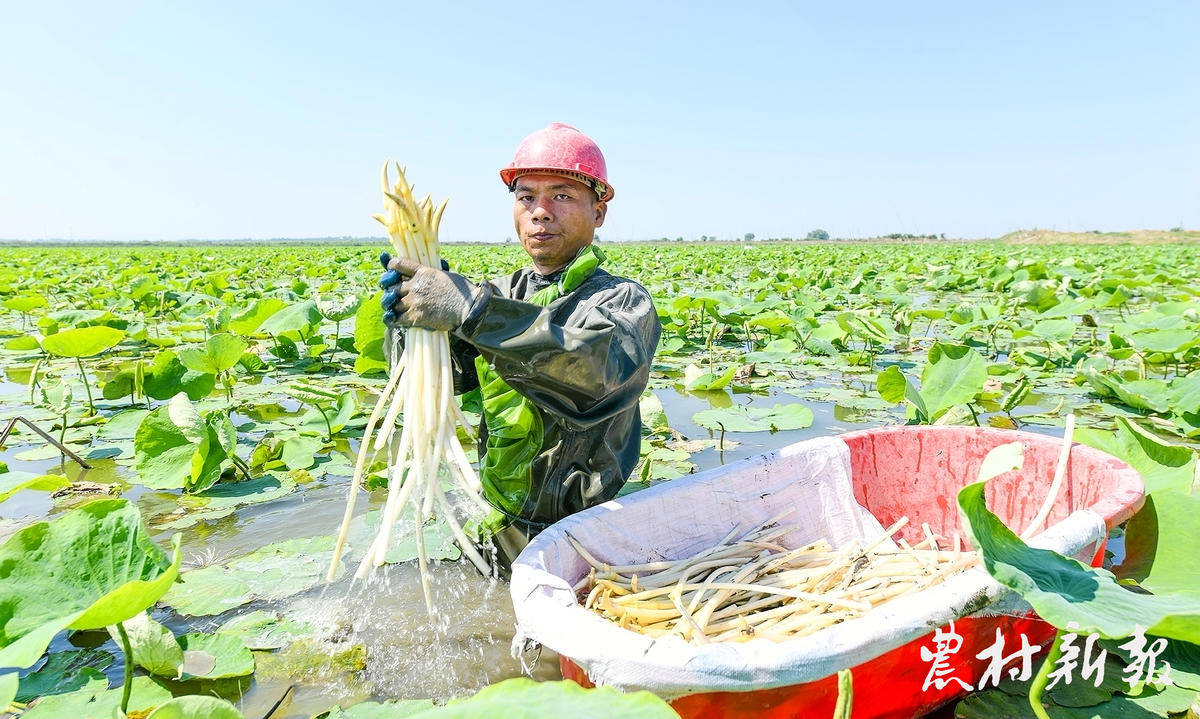 组图嘉鱼鲜藕带俏销广州